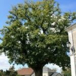 Arbre remarquable - place du général de Gaulle - La Ferrière