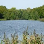 Etang de La Ferrière